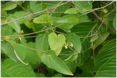 Solena amplexicaulis